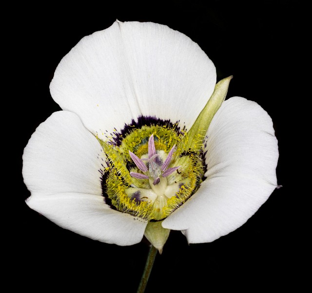 053Calochortus 19-5624.jpg